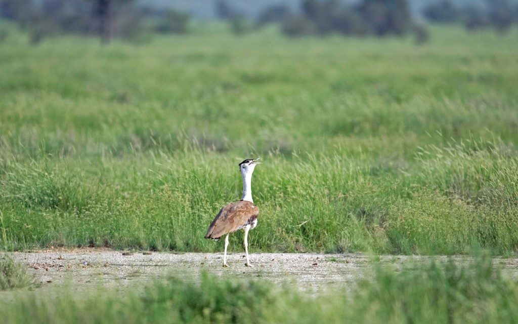 project-great-indian-bustard-upsc-notes